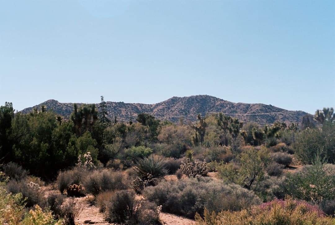 Garden Grove skyline